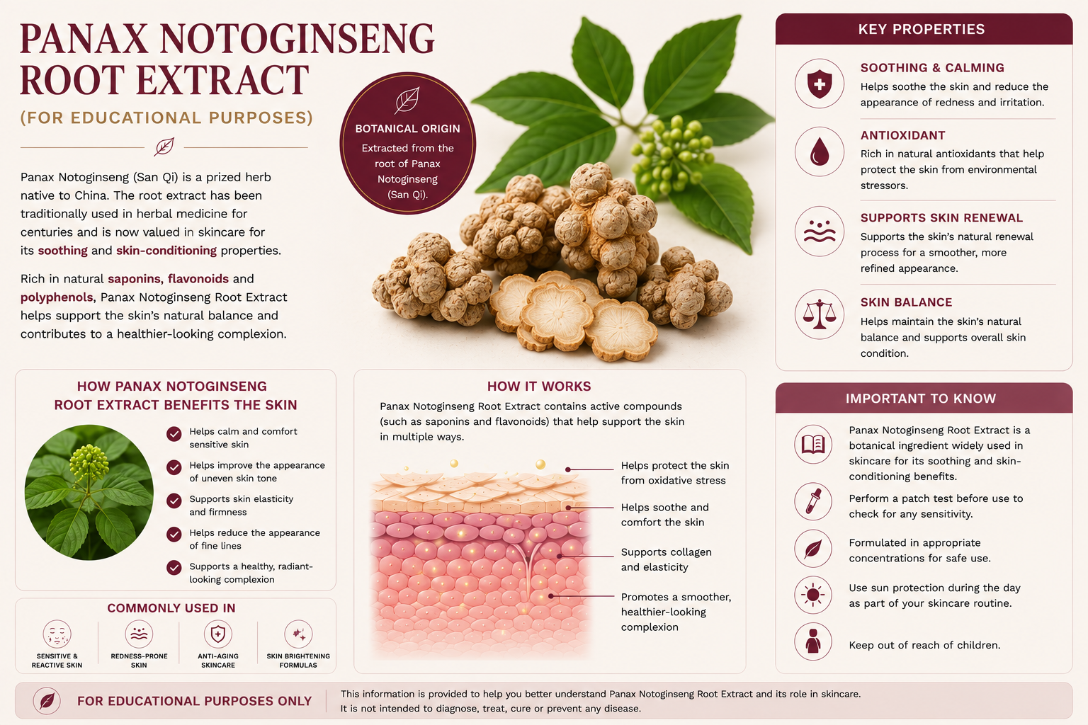 Panax Notoginseng root extract illustration